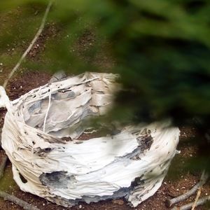 Meet your Posher, Shanice